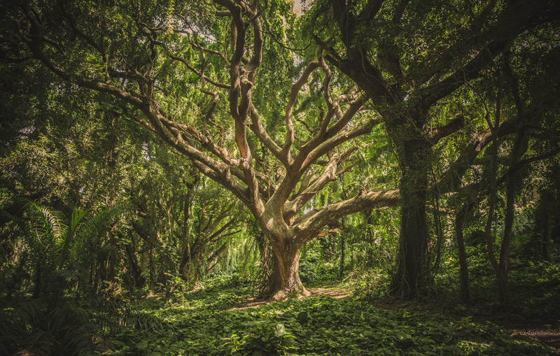 mystic looking tree in a hawaiian forest